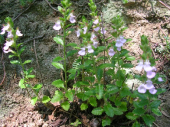 Teucrium chamaedrys / Camedrio